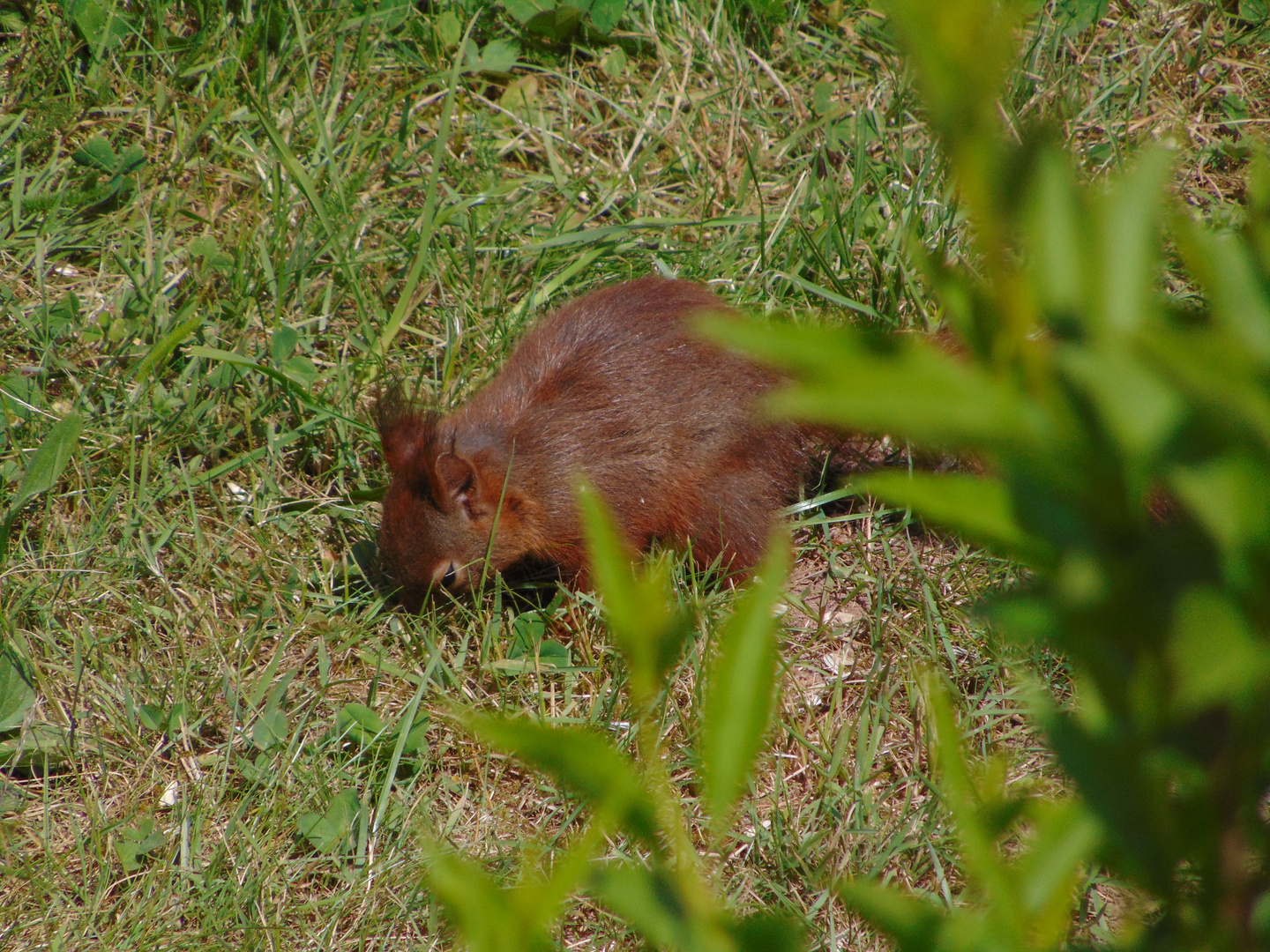 Eichhörnchen Bei Der Futtersuche