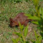 Eichhörnchen Bei Der Futtersuche