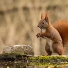 Eichhörnchen bei der Futtersuche