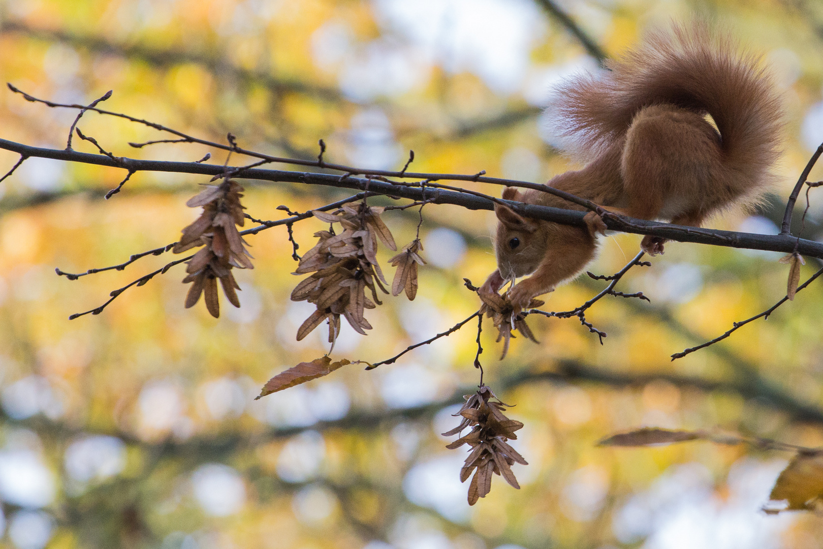 Eichhörnchen bei der Futtersuche