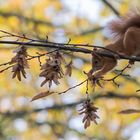 Eichhörnchen bei der Futtersuche