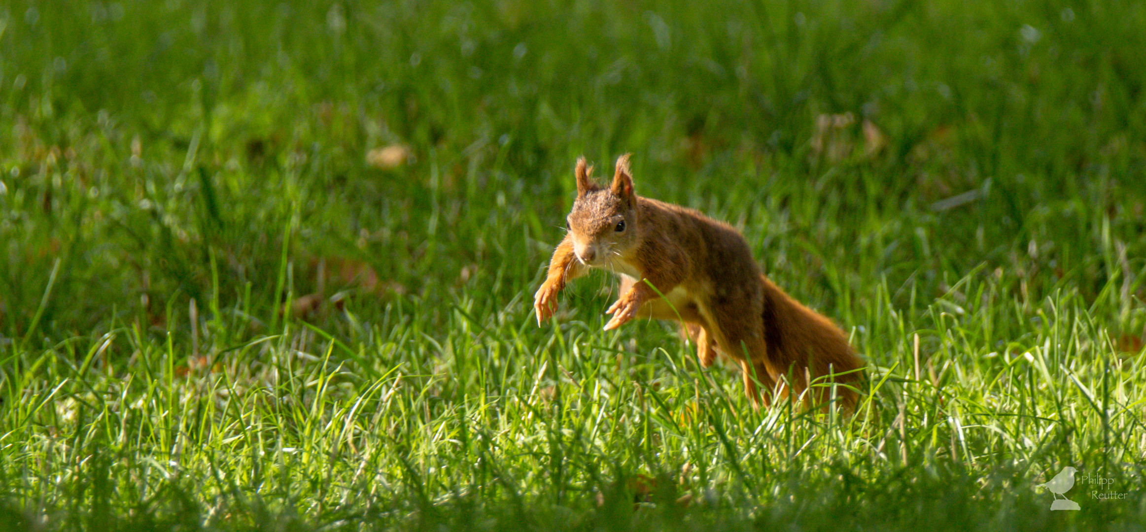 Eichhörnchen bei der Futtersuche im Mainzer Stadtteil Bretzenheim