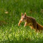 Eichhörnchen bei der Futtersuche im Mainzer Stadtteil Bretzenheim