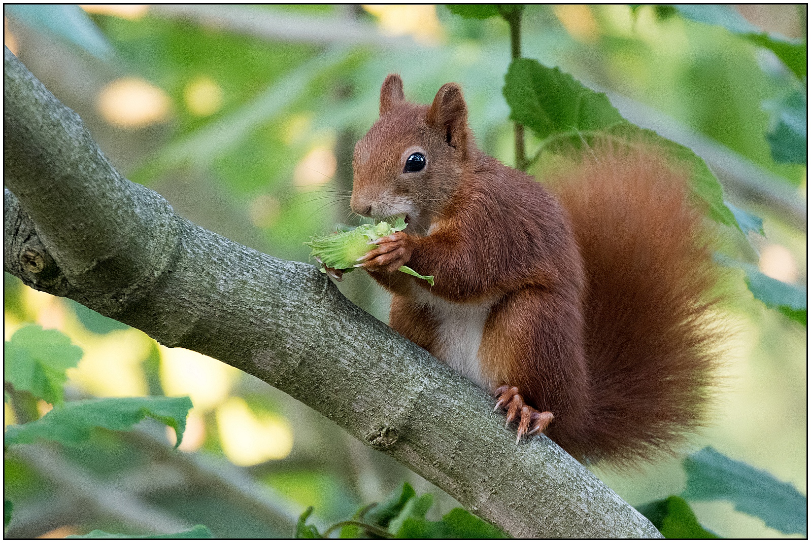 Eichhörnchen bei der Mahlzeit