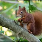 Eichhörnchen bei der Mahlzeit