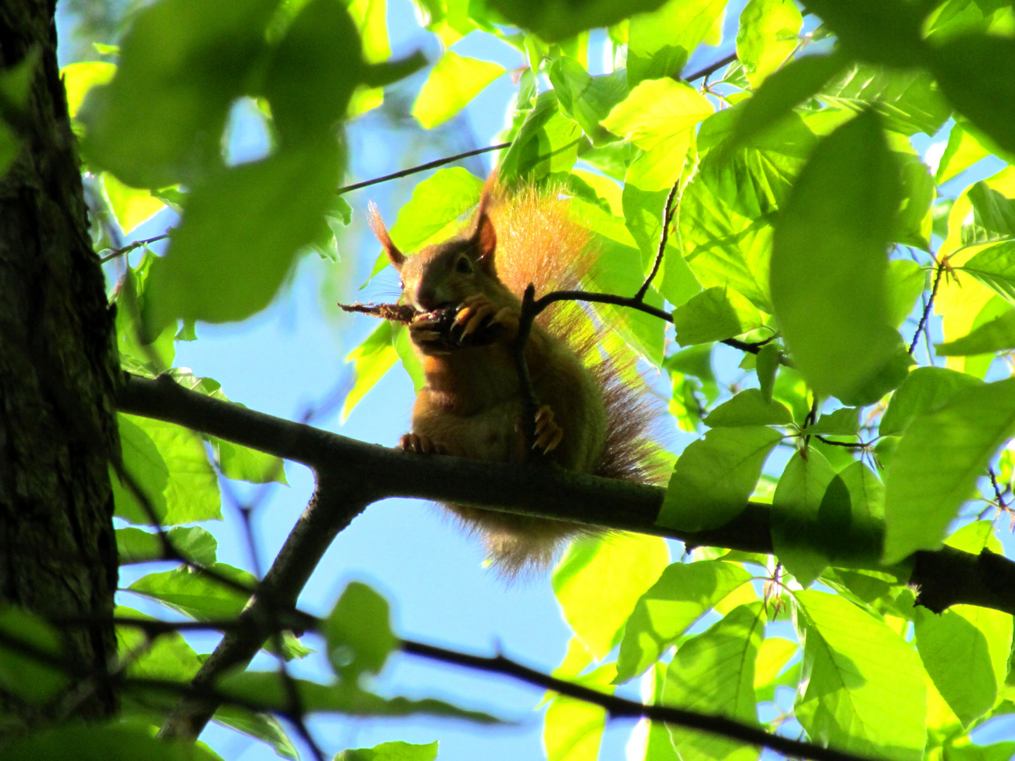 Eichhörnchen bei der Mahlzeit