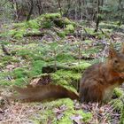 Eichhörnchen bei der Mahlzeit erwischt