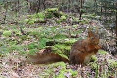 Eichhörnchen bei der Mahlzeit erwischt