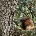 Eichhörnchen bei der Morgentoilette