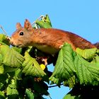 Eichhörnchen bei der Nahrungssuche