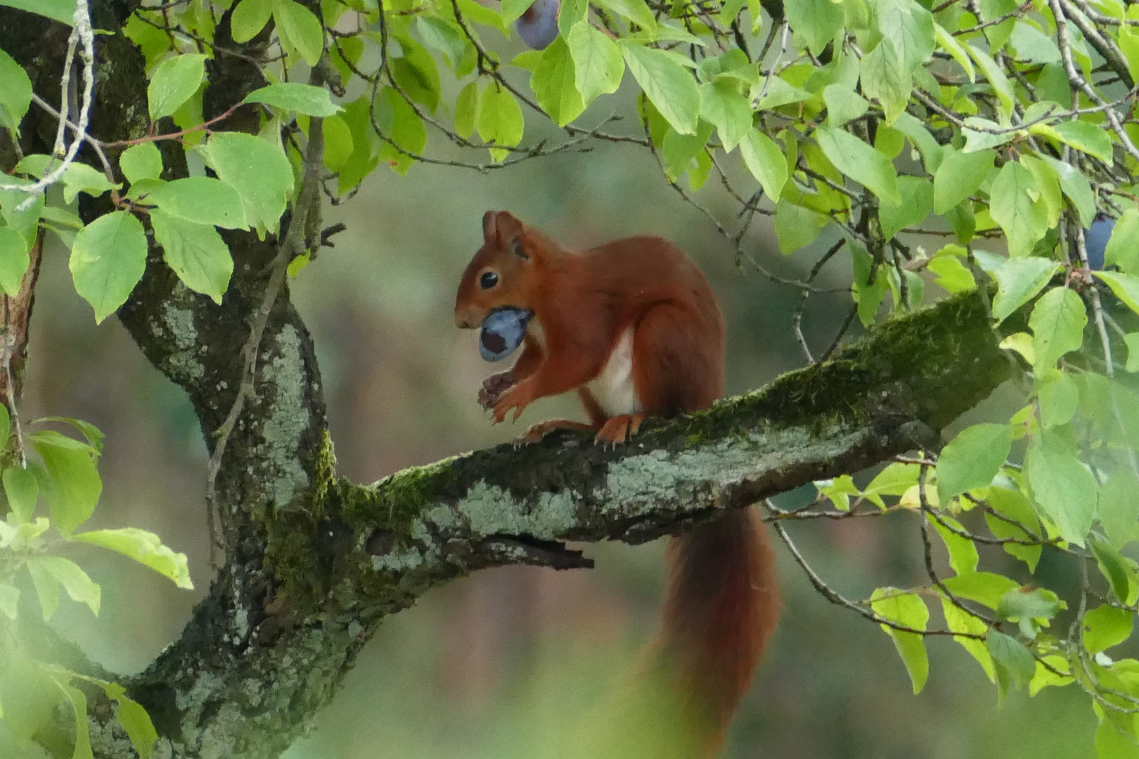 Eichhörnchen bei der Pflaumenernte 