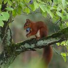 Eichhörnchen bei der Pflaumenernte 