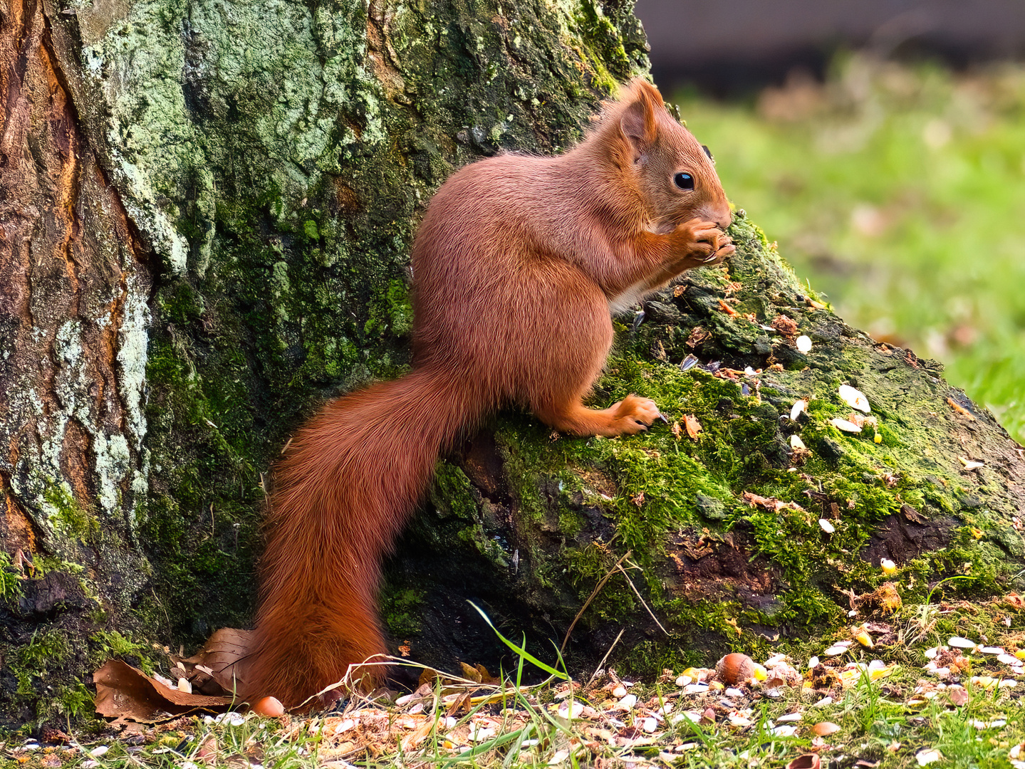 Eichhörnchen bei mir im Garten