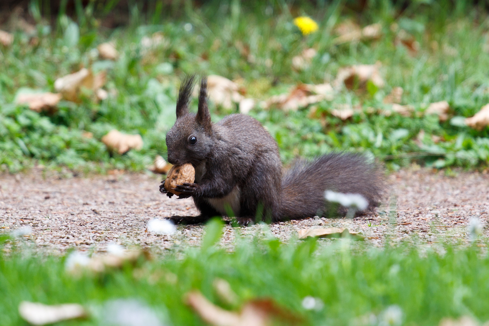 Eichhörnchen bei Mittagessen