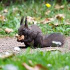 Eichhörnchen bei Mittagessen