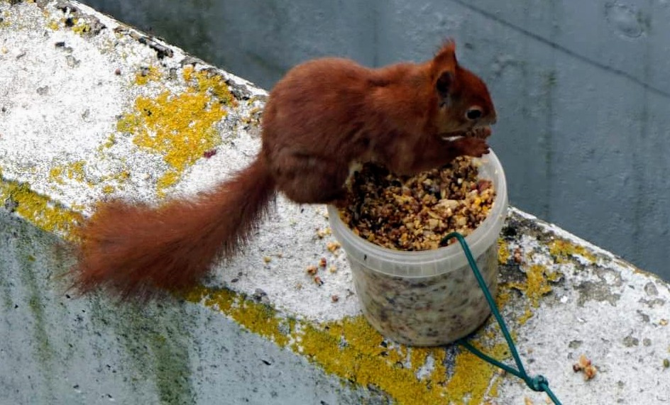 Eichhörnchen bei Nahrungsaufnahme