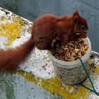 Eichhörnchen bei Nahrungsaufnahme