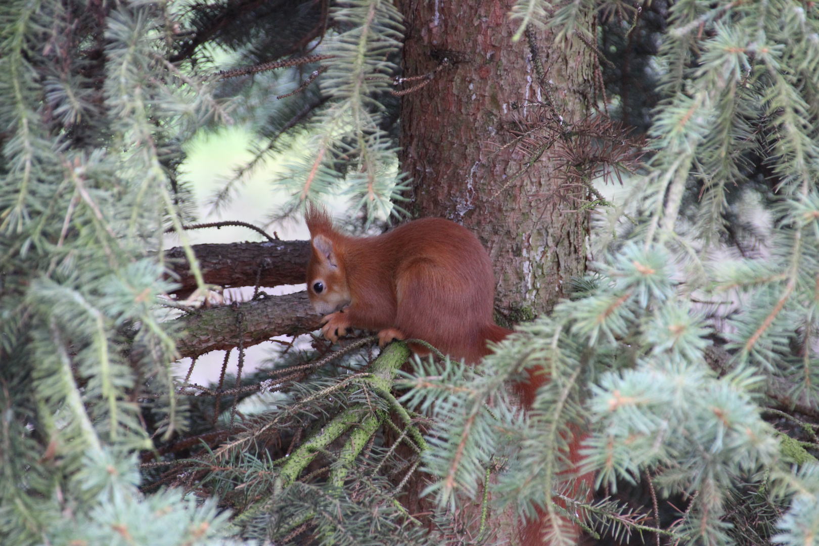 Eichhörnchen bei Nestsuche