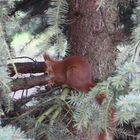 Eichhörnchen bei Nestsuche