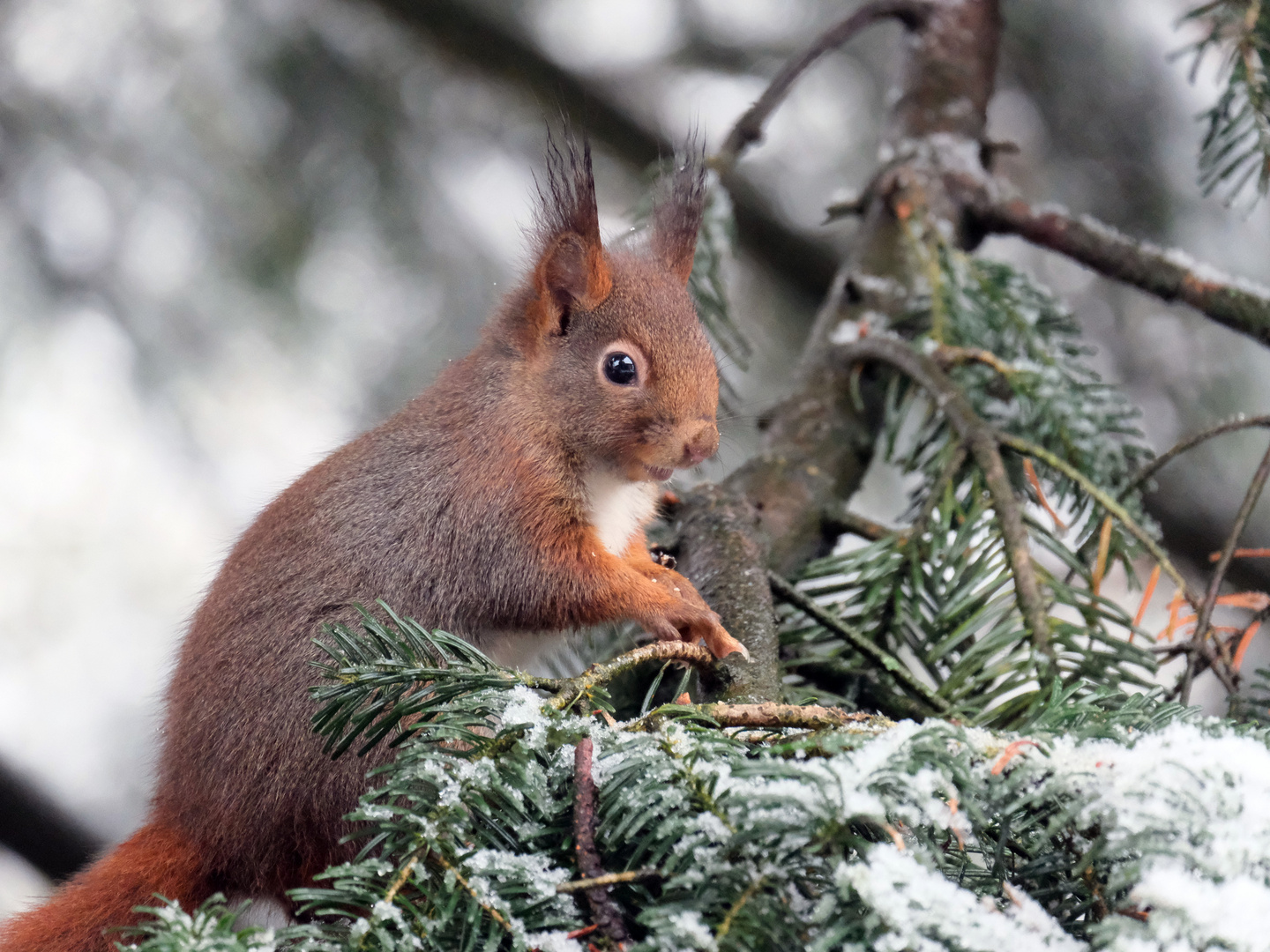 Eichhörnchen bei Schnee