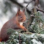 Eichhörnchen bei Schnee
