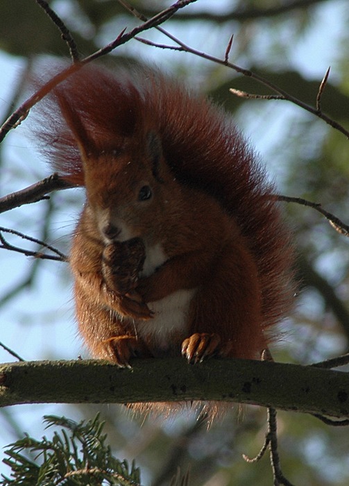 Eichhörnchen bei seiner Mahlzeit