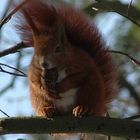 Eichhörnchen bei seiner Mahlzeit