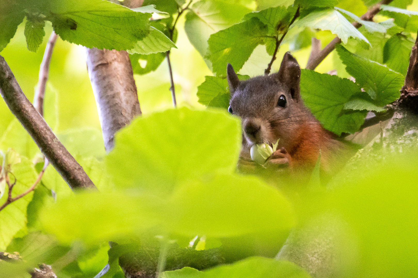 Eichhörnchen bei seiner Mahlzeit