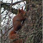 Eichhörnchen bei trübem Wetter