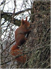 Eichhörnchen bei trübem Wetter