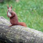 Eichhörnchen bei uns im Hof