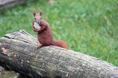 Eichhörnchen bei uns im Hof