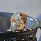 Eichhörnchen beim Abendessen