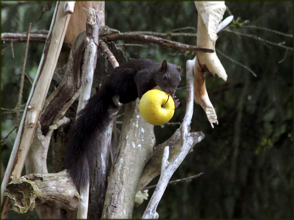 Eichhörnchen beim Apfel-Klauen