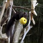 Eichhörnchen beim Apfel-Klauen