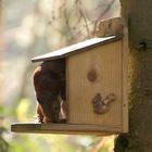 Eichhörnchen beim Ausstieg