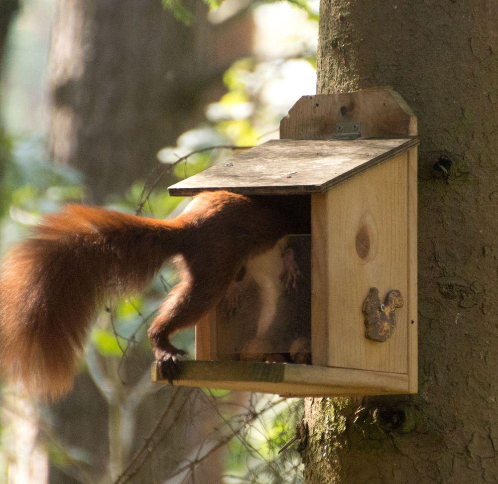 Eichhörnchen beim Einstieg