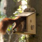 Eichhörnchen beim Einstieg