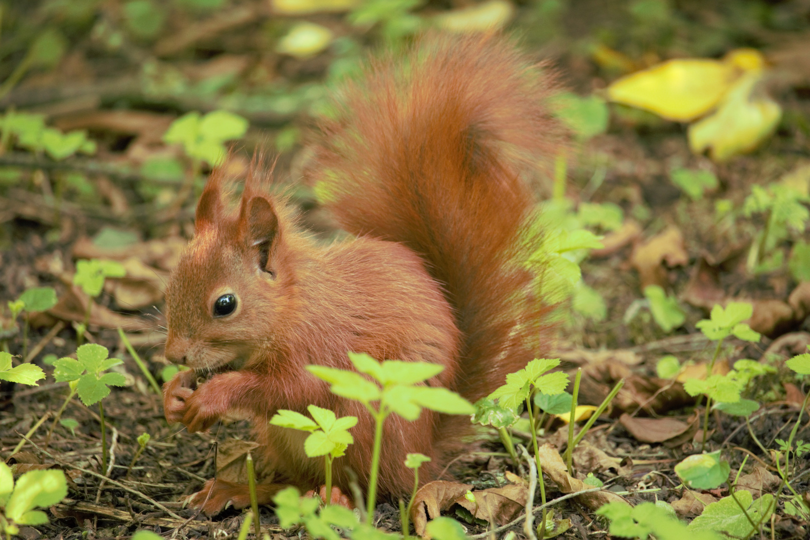 Eichhörnchen beim essen