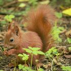 Eichhörnchen beim essen