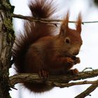 Eichhörnchen beim Essen