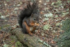 Eichhörnchen beim Essen