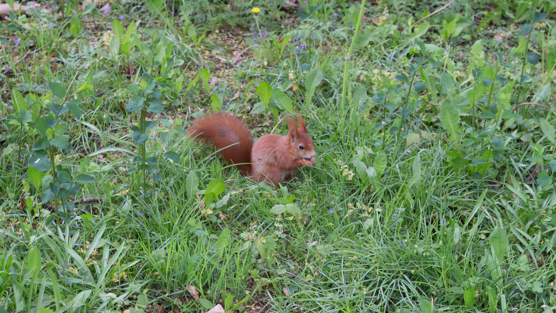 Eichhörnchen beim Essen