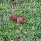 Eichhörnchen beim Essen