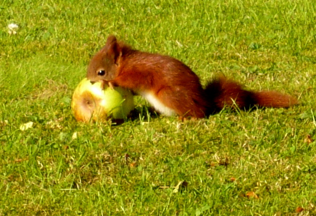 Eichhörnchen beim essen