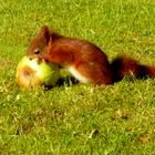 Eichhörnchen beim essen