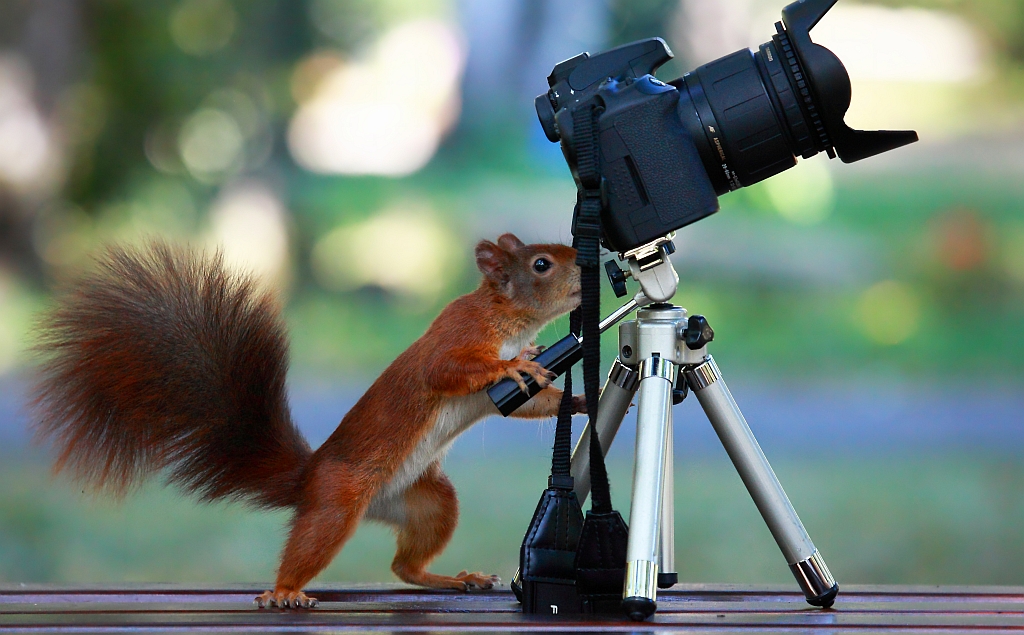 Eichhörnchen beim Fotografieren