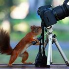 Eichhörnchen beim Fotografieren