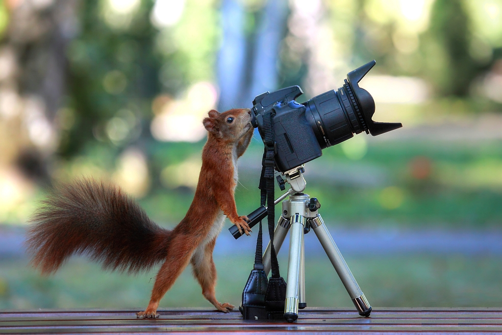 Eichhörnchen beim Fotografieren