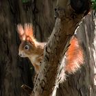 Eichhörnchen beim Fotoshooting